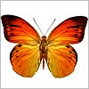 Butterfly3